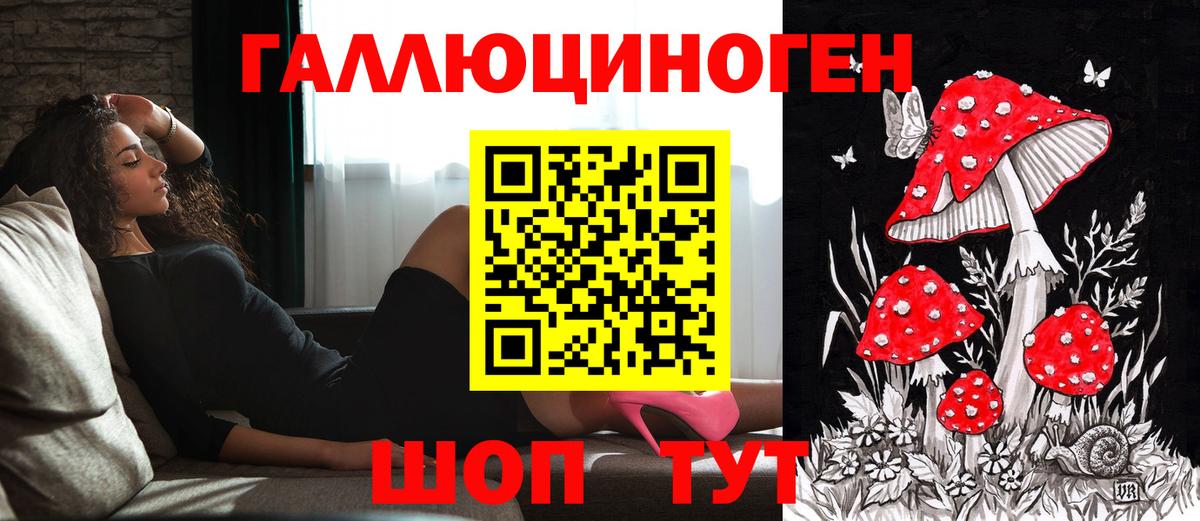 Гатчина  Псилоцибиновые грибы Psilocybine cubensis  Вход с VPN 